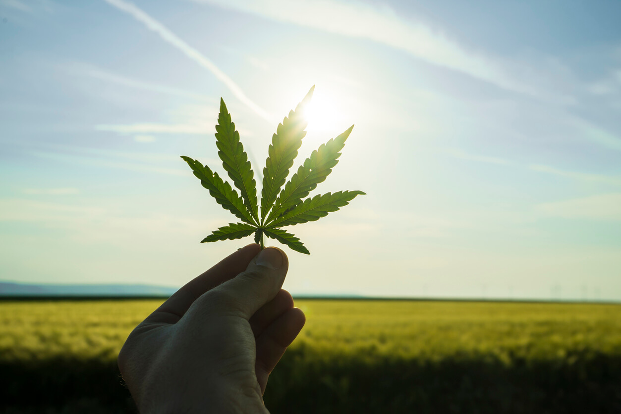 Cannabis leaf